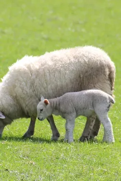 Mamacoaching