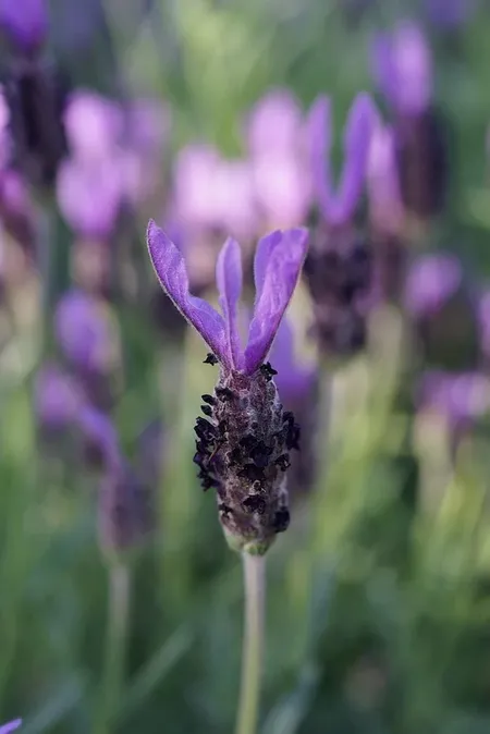 aromaöle für kinder