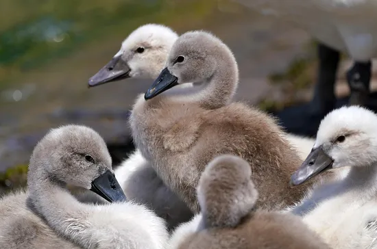 familie